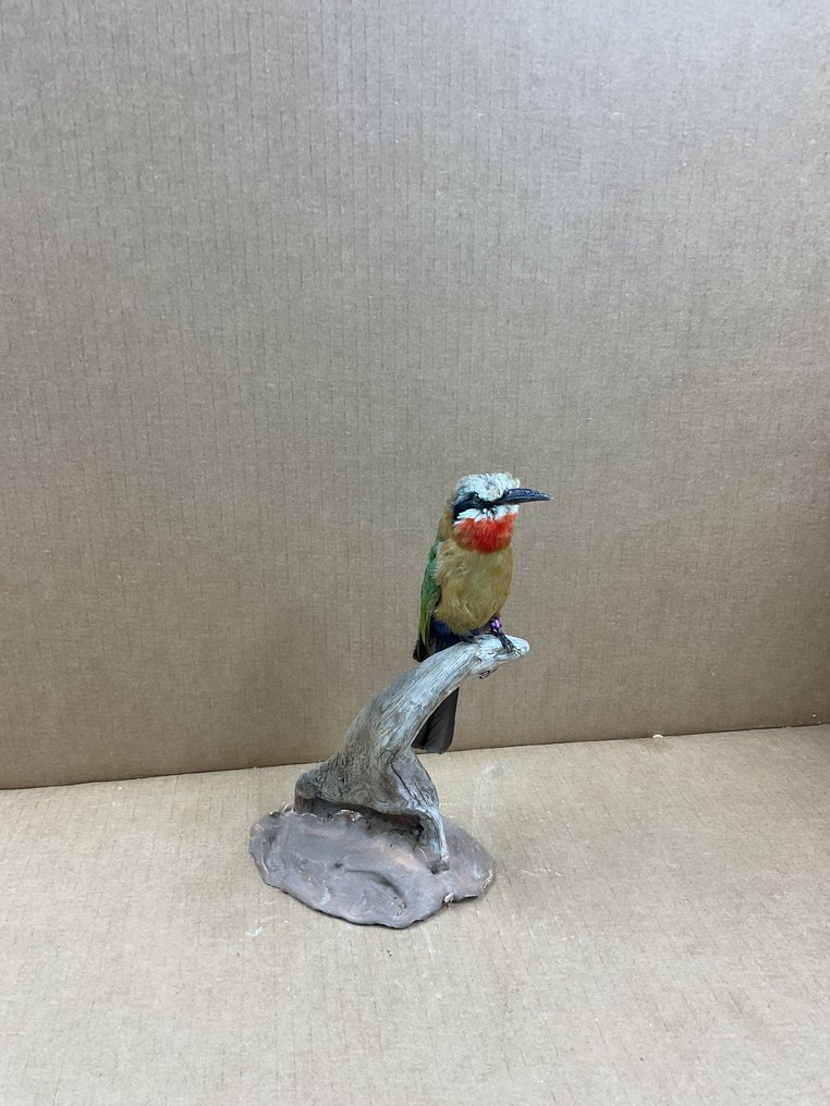 白额蜂虎 標本全身支架 - (Merops bullockoides) closed ring bird - 0 in - 0 in - 0 in - 1 #1.0