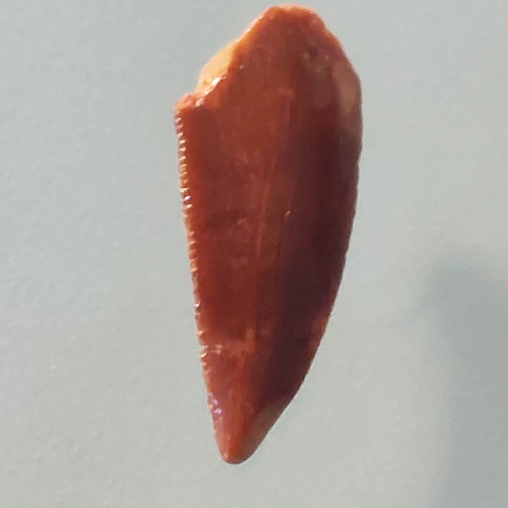 Dinosaur - Fossil tand - Abelisaurus - 20 mm - 7 mm  (Ingen mindstepris) #1.0