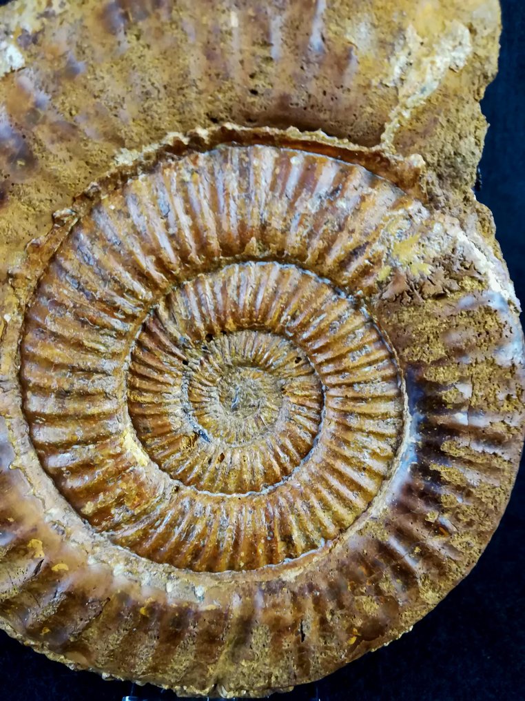 Ammonit - Tierfossil - Dichotomosphinctes  antecedens (Salfeld, 1914) - 15.3 cm - 13.2 cm  (Ohne mindestpreis) #4.3