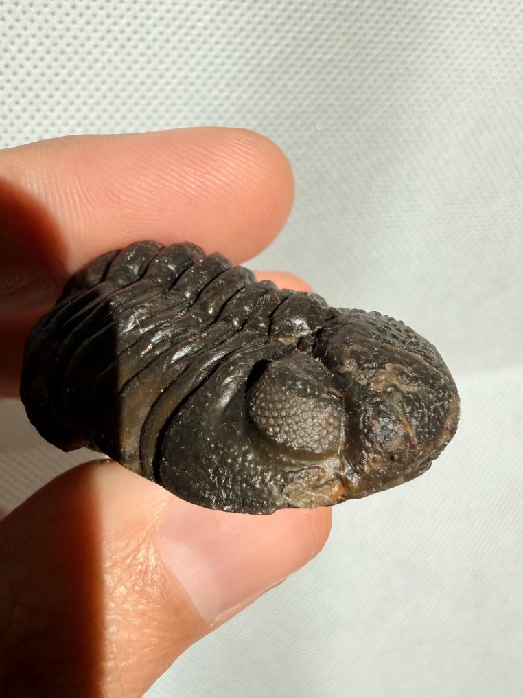 三叶虫 - 动物化石 - Reedops - 4.2 cm  (没有保留价) #1.0