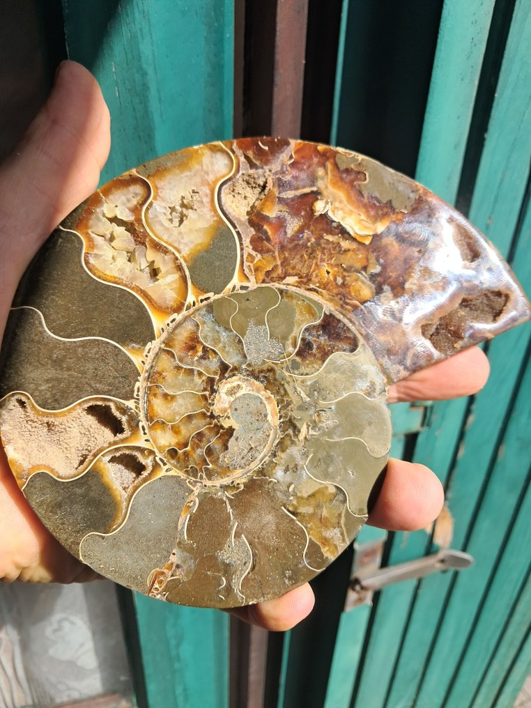 Ammonite - Απολιθωμένο ζώο - Aioloceras (Cleoniceras) sp. - 15.3 cm - 12.3 cm  (χωρίς τιμή ασφαλείας) #4.3