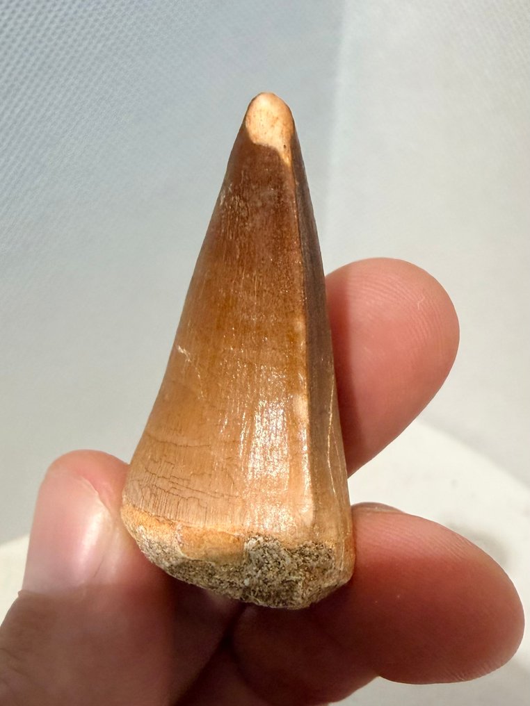 Mosasaurio - Diente fósil - Mosasaurus - 5 cm  (Sin precio de reserva) #3.2