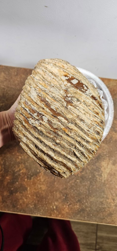 Zebră - Molar fosilă - 22 cm - 16 cm #1.0