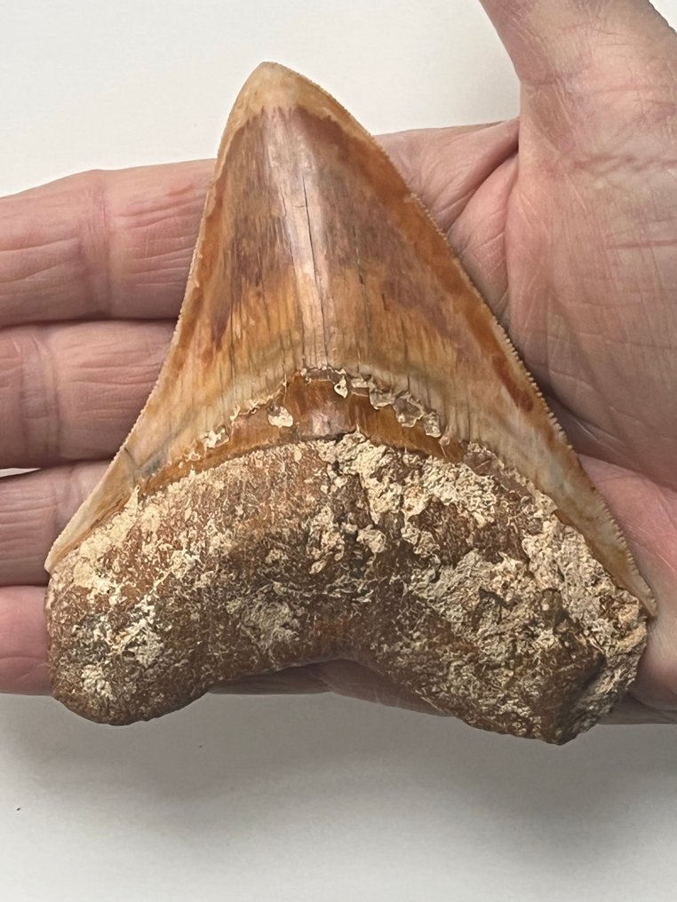 Dente di Megalodon 10,3 cm - Dente fossile - Carcharocles megalodon #1.0
