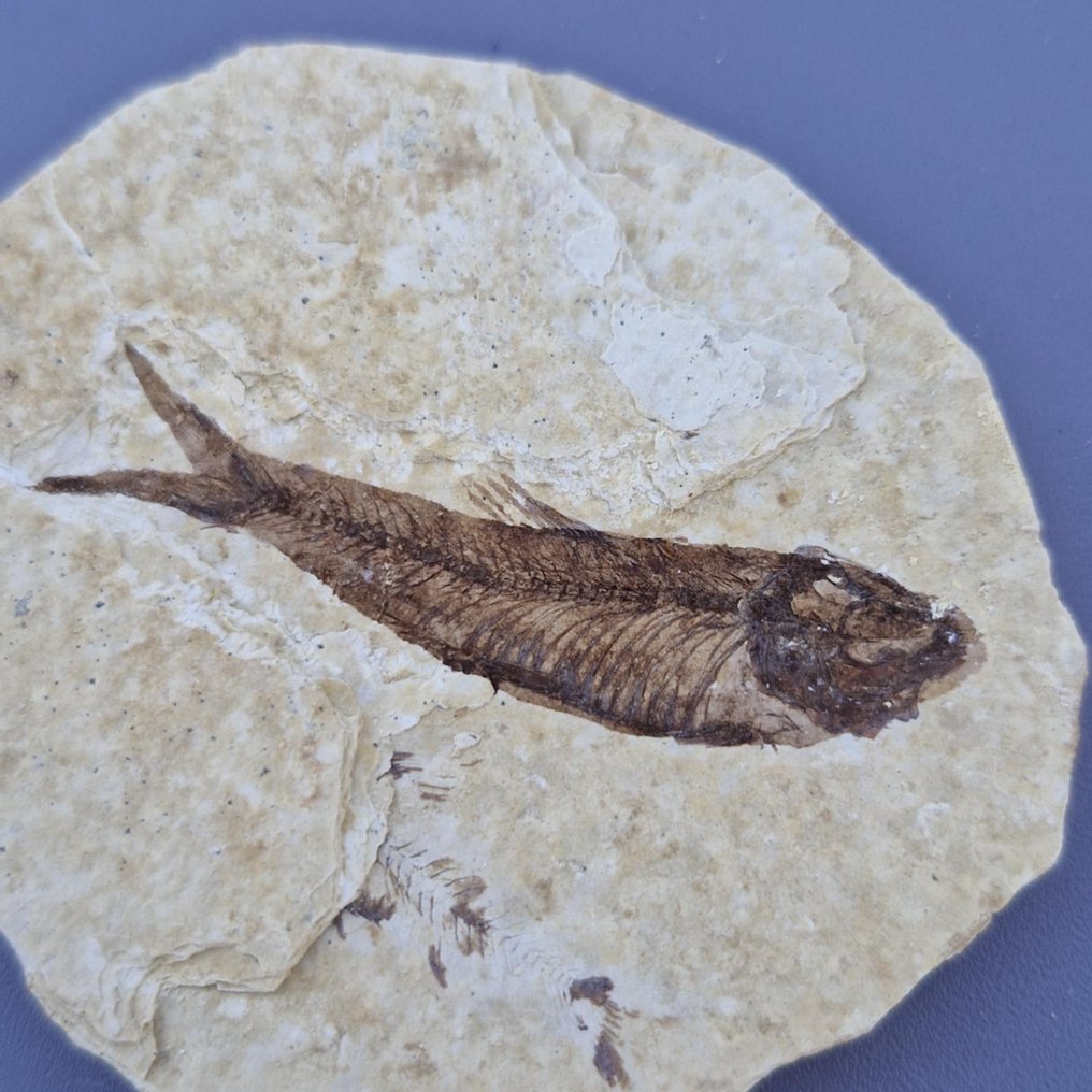 魚 - mortality plate化石 - Knightia eocaena - 74 mm - 65 mm  (沒有保留價) #2.1