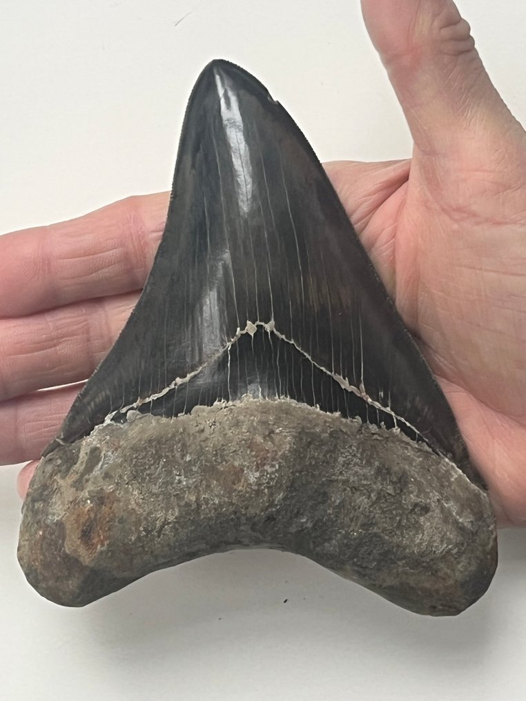 Diente de Megalodon enorme, 13,3 cm. - Diente fósil - Carcharocles megalodon #1.0