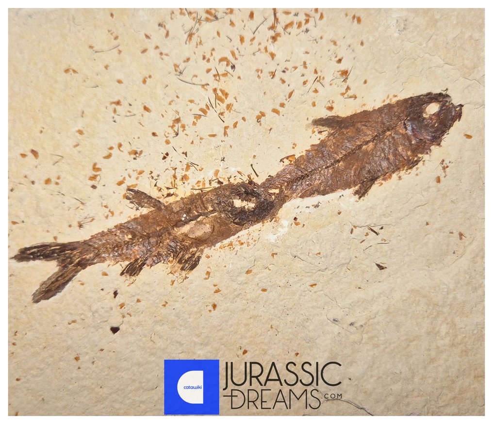Associação Excepcional de 2 peixes fósseis 'Knightia eocaena' da Era Eoceno da EUA - Formação Green - Animal fossilizado #1.0