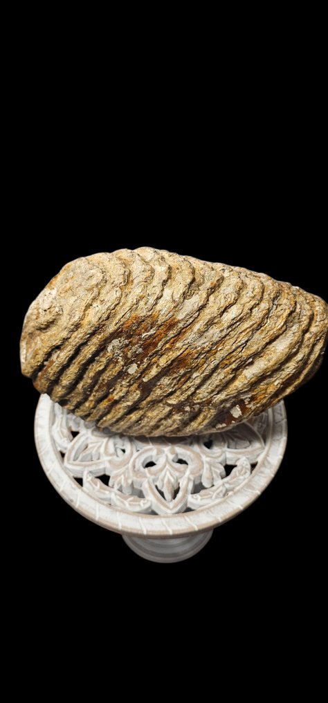 Zebră - Molar fosilă - 22 cm - 16 cm #4.3