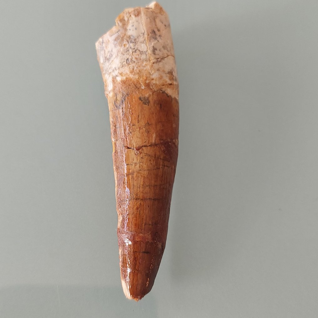 Δεινόσαυρος - Απολιθωμένο δόντι - Spinosaurus aegyptiacus - 82 mm - 23 mm (χωρίς τιμή ασφαλείας) #2.1