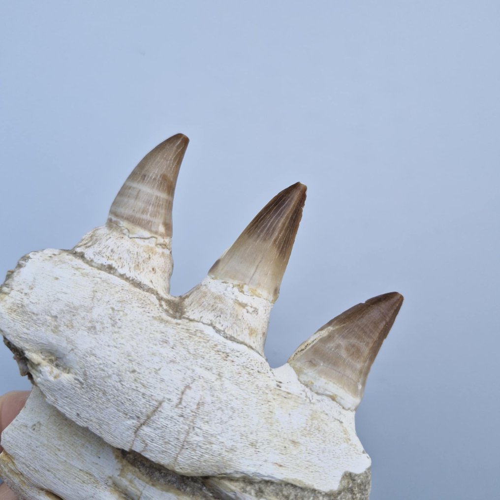 Απολιθωμένο σαγόνι μοσάσωρα - Απολιθωμένο σαγόνι - Mosasaurus beaugei - 113 mm - 104 mm  (χωρίς τιμή ασφαλείας) #3.2