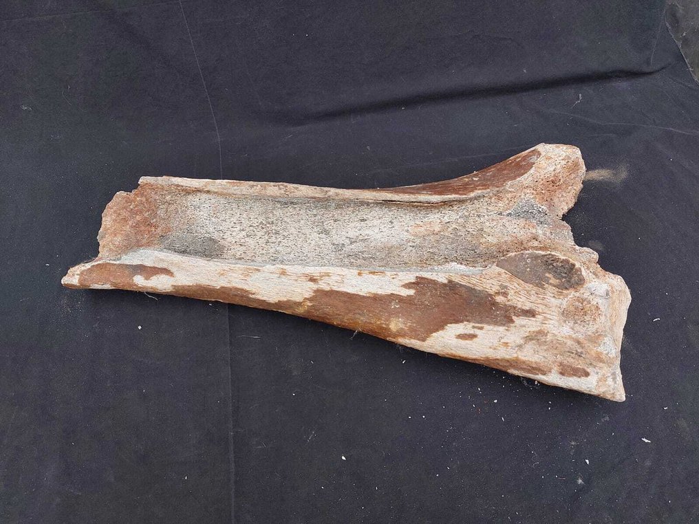 真猛玛象 - 化石骨架 - Mammuthus primigenius - 57 cm - 31 cm  (没有保留价) #1.0