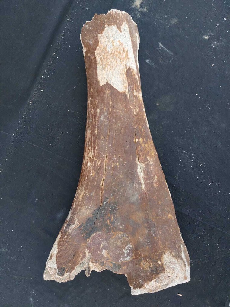 真猛玛象 - 化石骨架 - Mammuthus primigenius - 57 cm - 31 cm  (没有保留价) #4.3