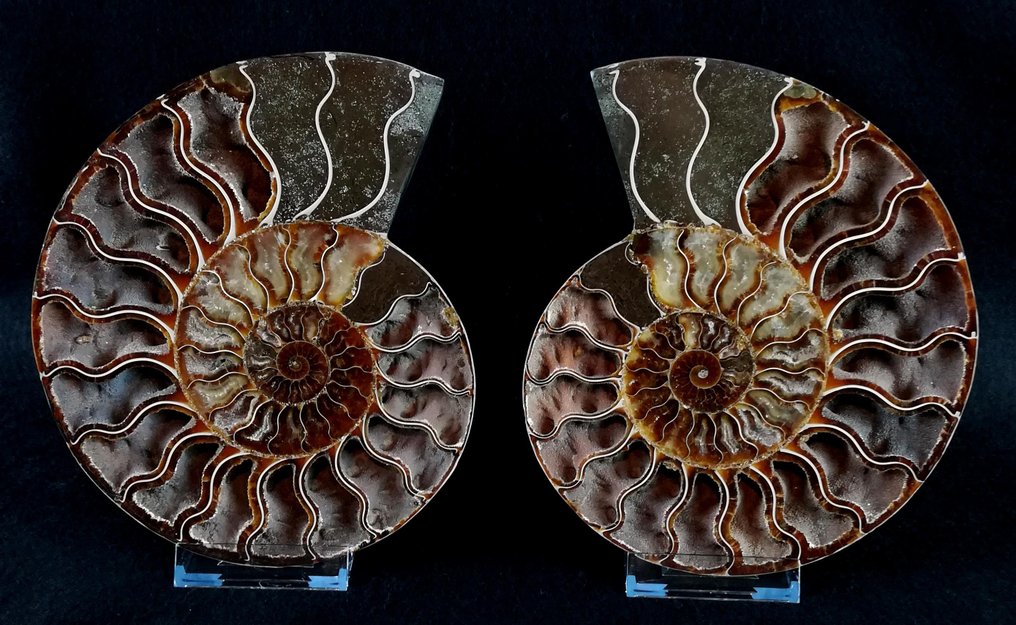 Ammonite - Απολιθωμένο ζώο - Aioloceras (Cleoniceras) besairiei (Collignon 1949) - 18.7 cm - 15.6 cm #4.3