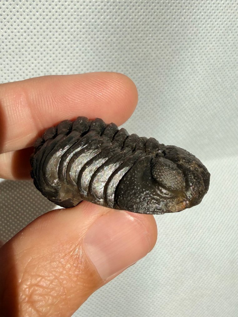 三叶虫 - 动物化石 - Reedops - 4.2 cm  (没有保留价) #1.0