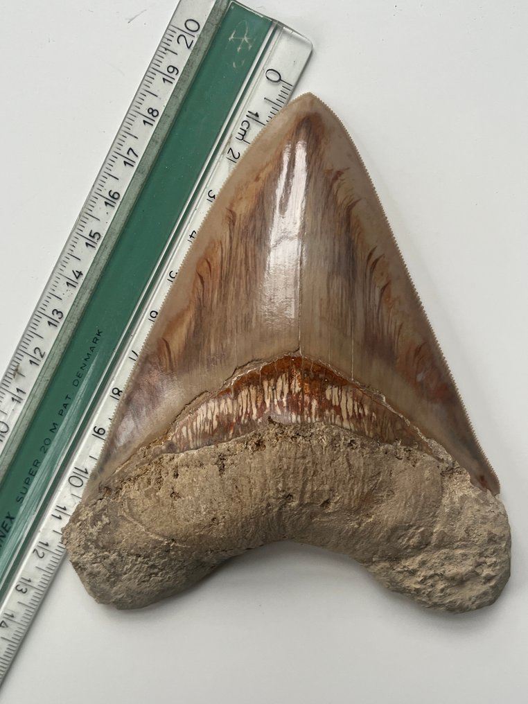 Diente de Megalodon 12,7 cm - Diente fósil - Carcharocles megalodon #3.2