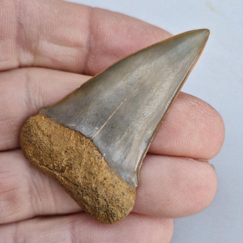 Tiburón - Diente fósil - cosmopolitodus hastalis - 5.4 cm - 3.4 cm (Sin precio de reserva) #1.0