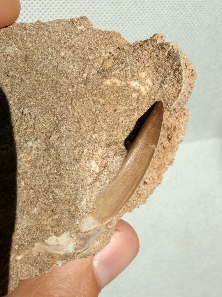 Marine krybdyr - Fossil tand - Plesiosaurus - 8.3 cm  (Ingen mindstepris) #3.2