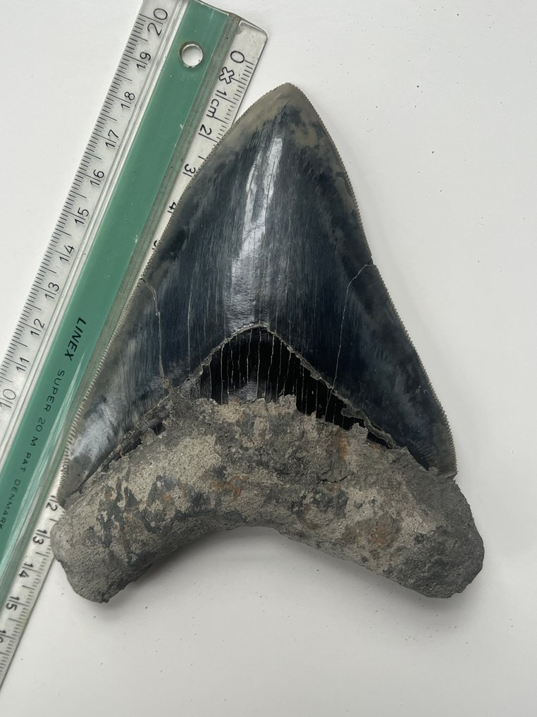 Dente di Megalodon enorme 13,8 cm - Dente fossile - Carcharocles megalodon #3.2