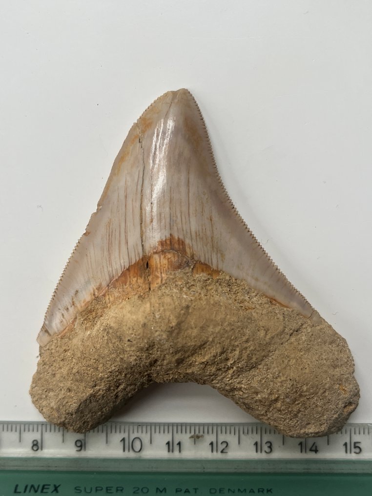 Dente di Megalodon 8,1 cm - Dente fossile - Carcharocles megalodon (Senza prezzo di riserva) #3.2