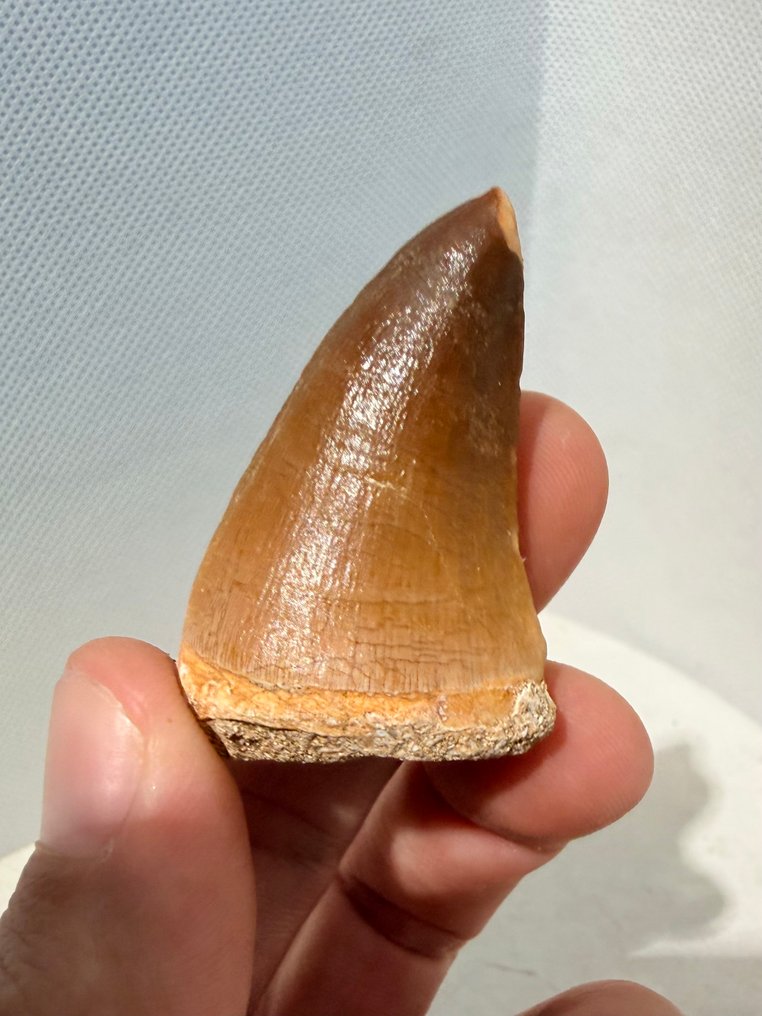 Mosasaurio - Diente fósil - Mosasaurus - 5 cm  (Sin precio de reserva) #2.1
