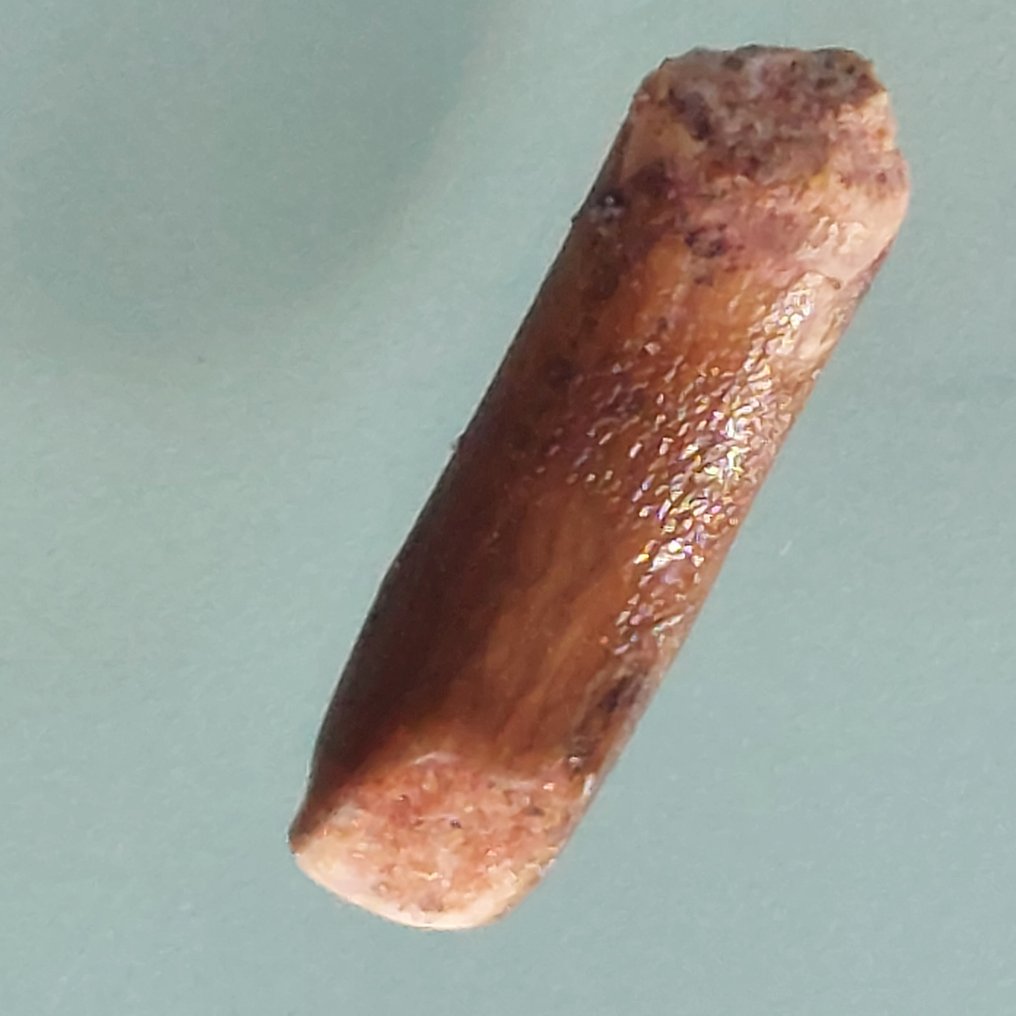 Diente raro de Rebbachisaurus de 28 mm - Diente fósil - 30 mm - 10 mm #1.0