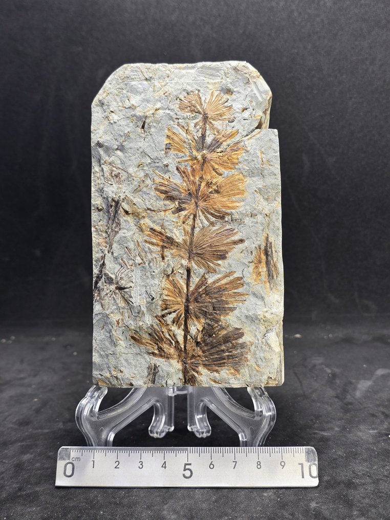 Fossiles - Matrice fossile - Annularia stellata  (Sans prix de réserve) #1.0