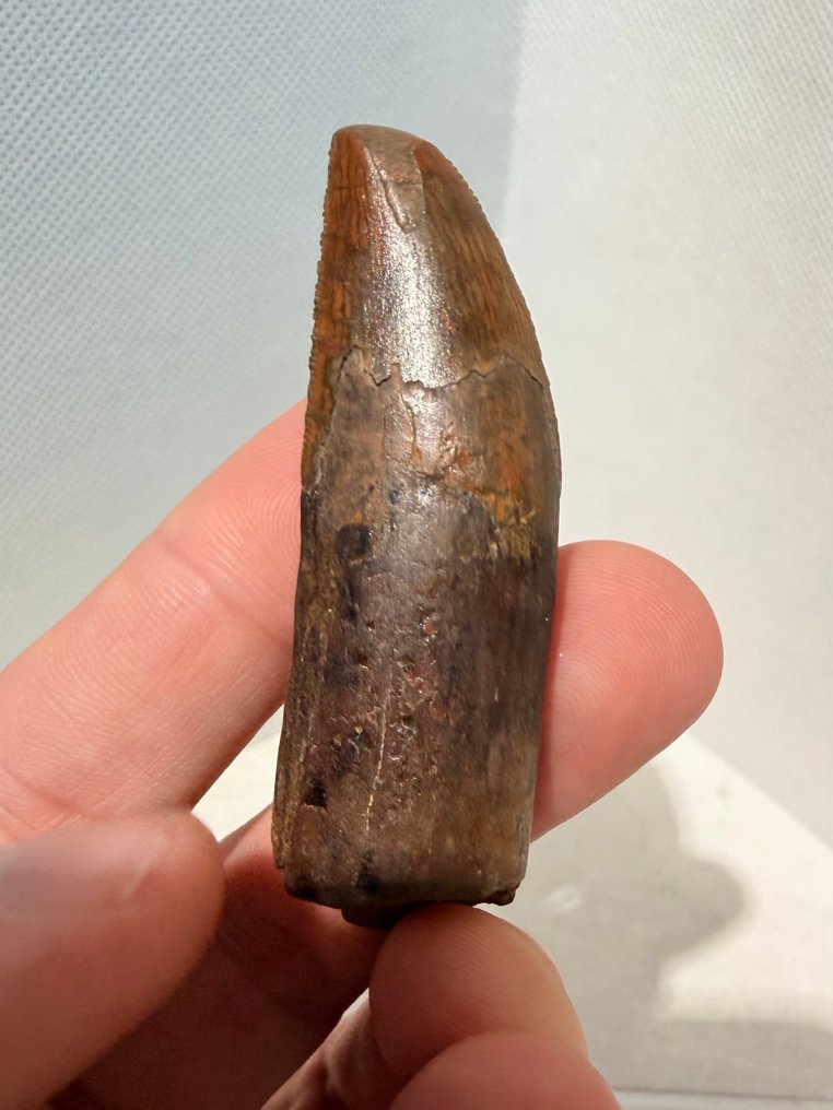 Dinosaure - Dent fossile - carcharodontosaurus saharicus - 6.3 cm (Sans prix de réserve) #3.2