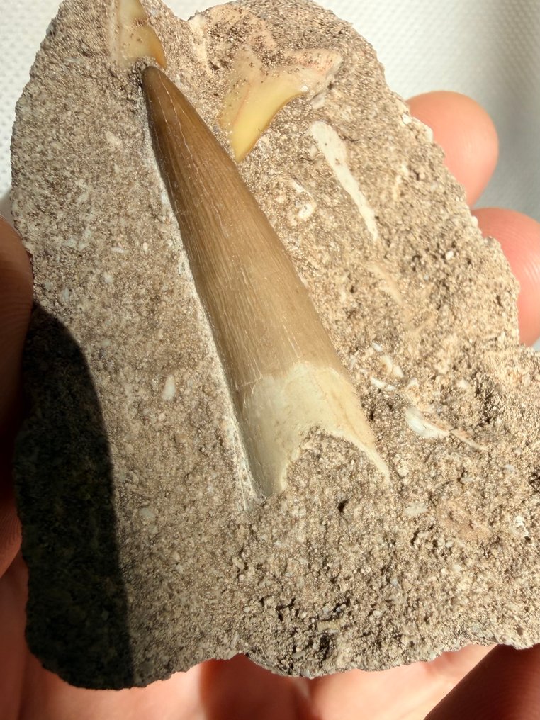 海洋爬行动物 - 牙齿化石 - Plesiosaurus - 7.3 cm  (没有保留价) #2.1