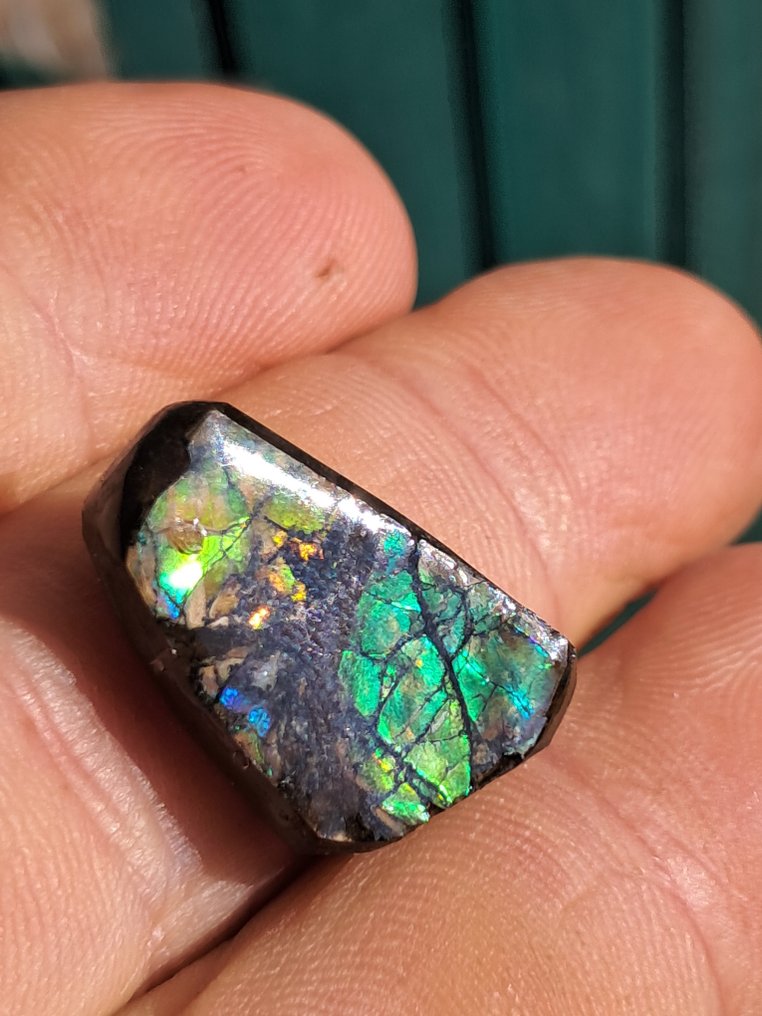 Amolita - Fragmento fóssil - Placenticeras - 2.2 cm - 1.4 cm (Sem preço de reserva) #1.0