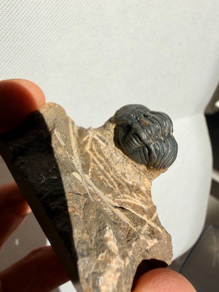 三叶虫 - 动物化石 - Phacops - 5 cm  (没有保留价) #3.2