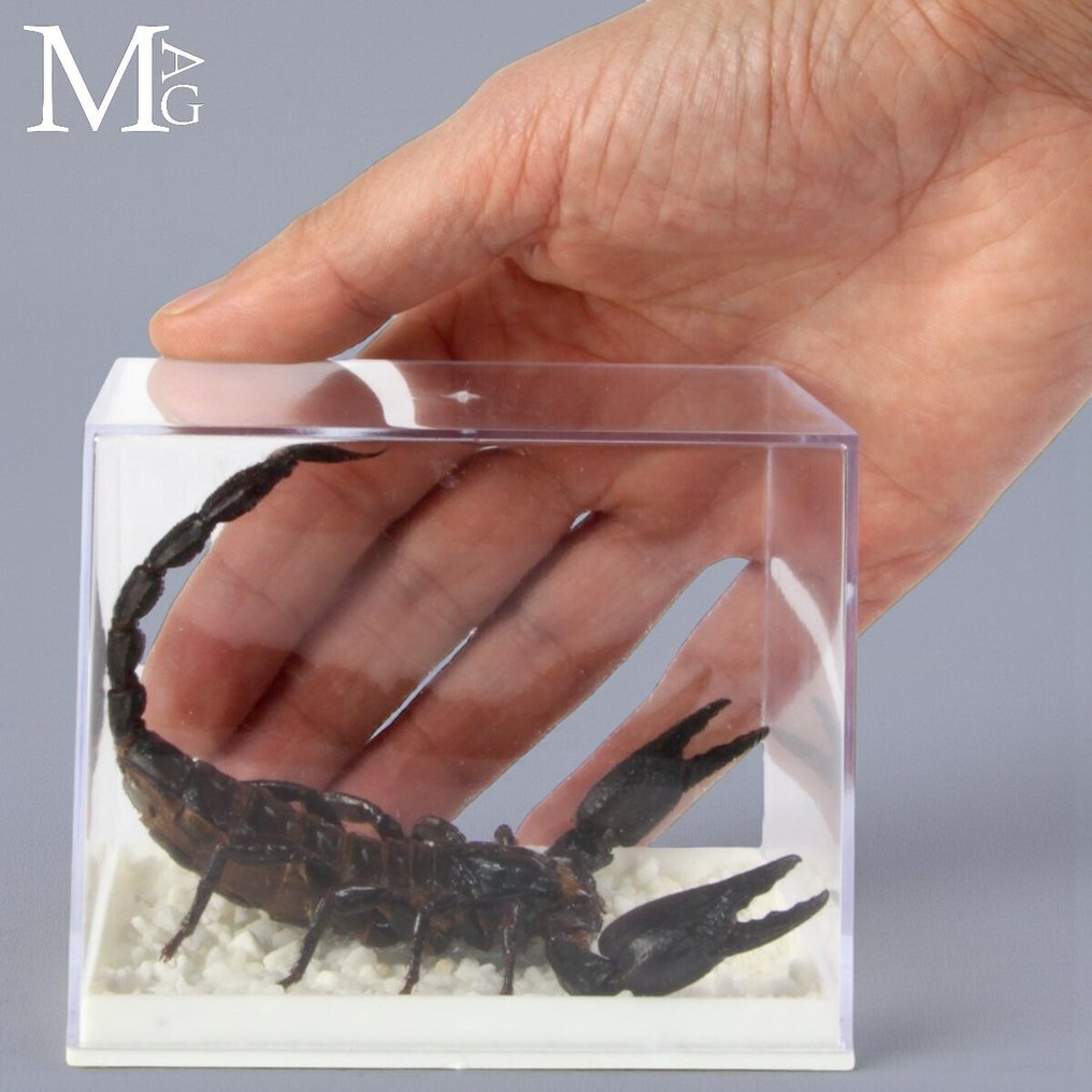 亚洲森林中的蝎子——保存于透明盒中的标本 - 高度: 9.5 mm - 闊度: 8 mm- 100 g #2.1