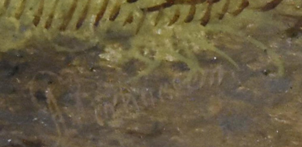 Albertus Verhoesen (1806-1881) - Twee geiten #2.1