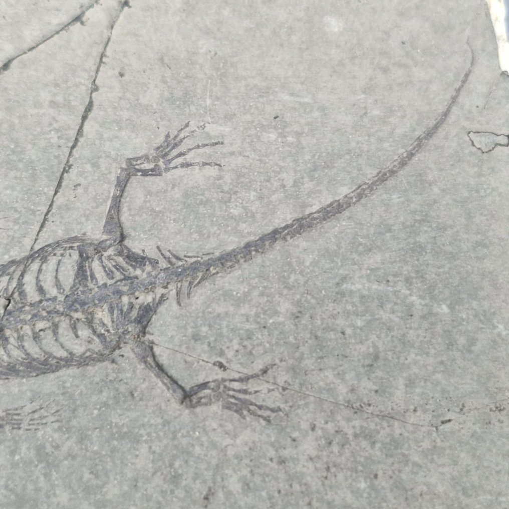 υπέροχα διατηρημένο - Απολιθωμένο ζώο - Keichousaurus hui - 86 mm - 68 mm #4.3