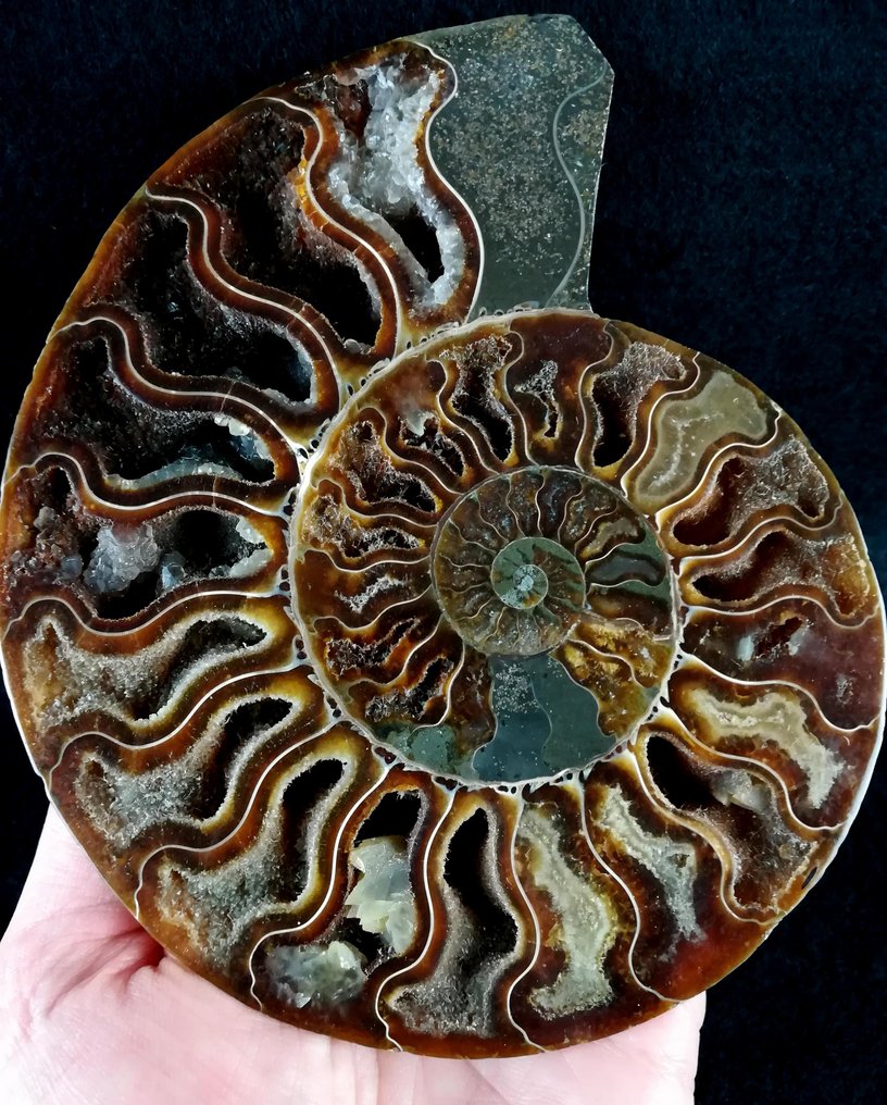 Ammonit - Tierfossil - Aioloceras (Cleoniceras) besairiei (Collignon 1949) - 16 cm - 13 cm #4.3