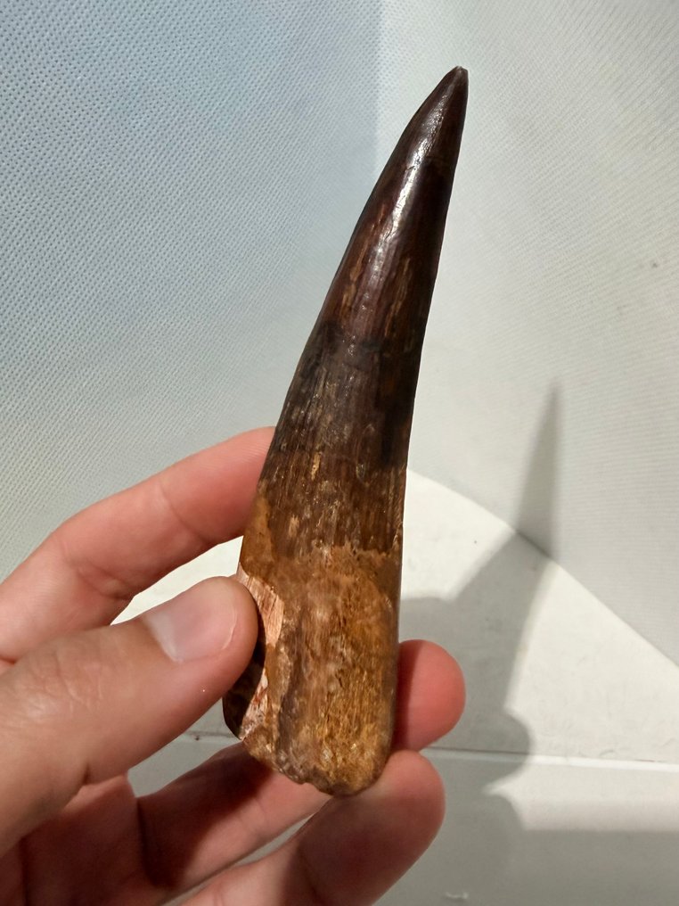 Δεινόσαυρος - Απολιθωμένο δόντι - Spinosaurus aegyptiacus - 12.1 cm #2.1