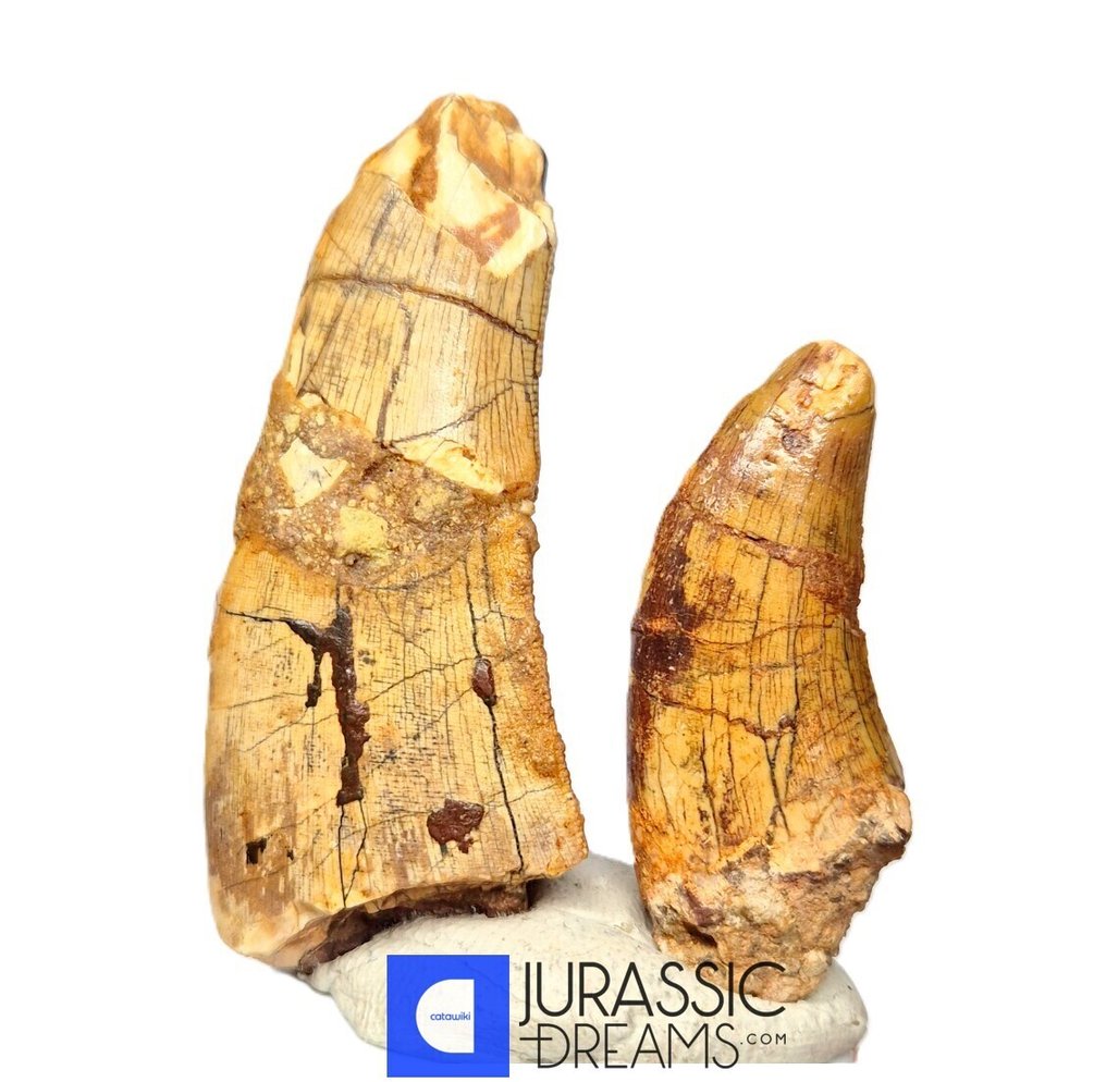 一套2个巨大的修复Afrovenator abakensis Megalosaurid恐龙牙齿 - 侏罗纪 Tiouraren 地层 - 牙齒化石  (沒有保留價) #1.0