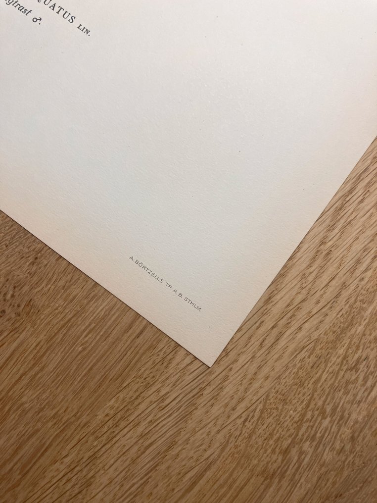 Von Wright brothers & Bror Halberg - Ring ouzel lithographic plate from "Svenska Fåglar efter Naturen och på Sten ritade" - 1917-1929 #4.3