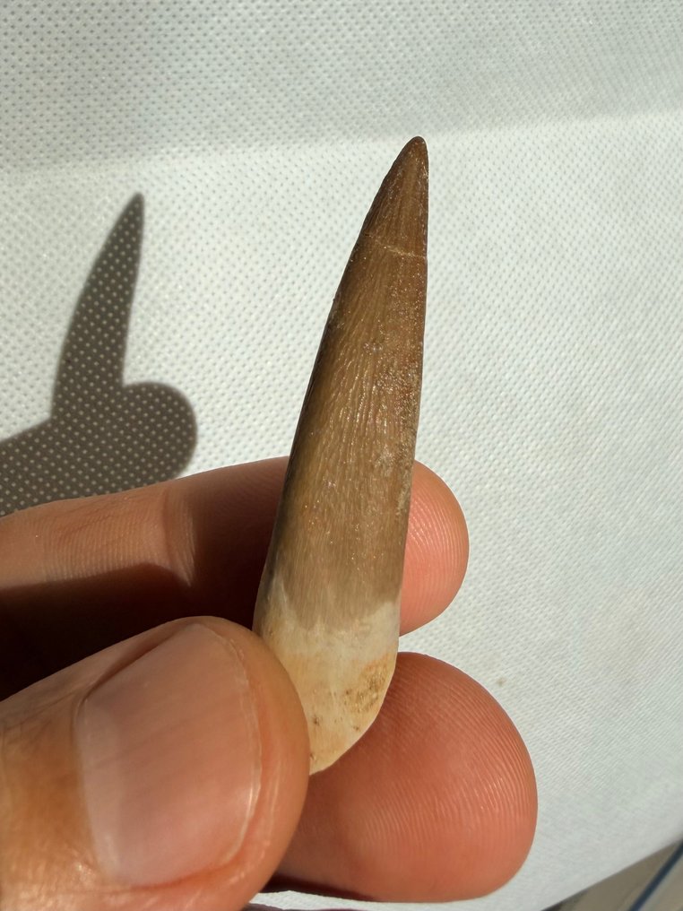 Marine krybdyr - Fossil tand - Plesiosaurus - 5.4 cm  (Ingen mindstepris) #1.0