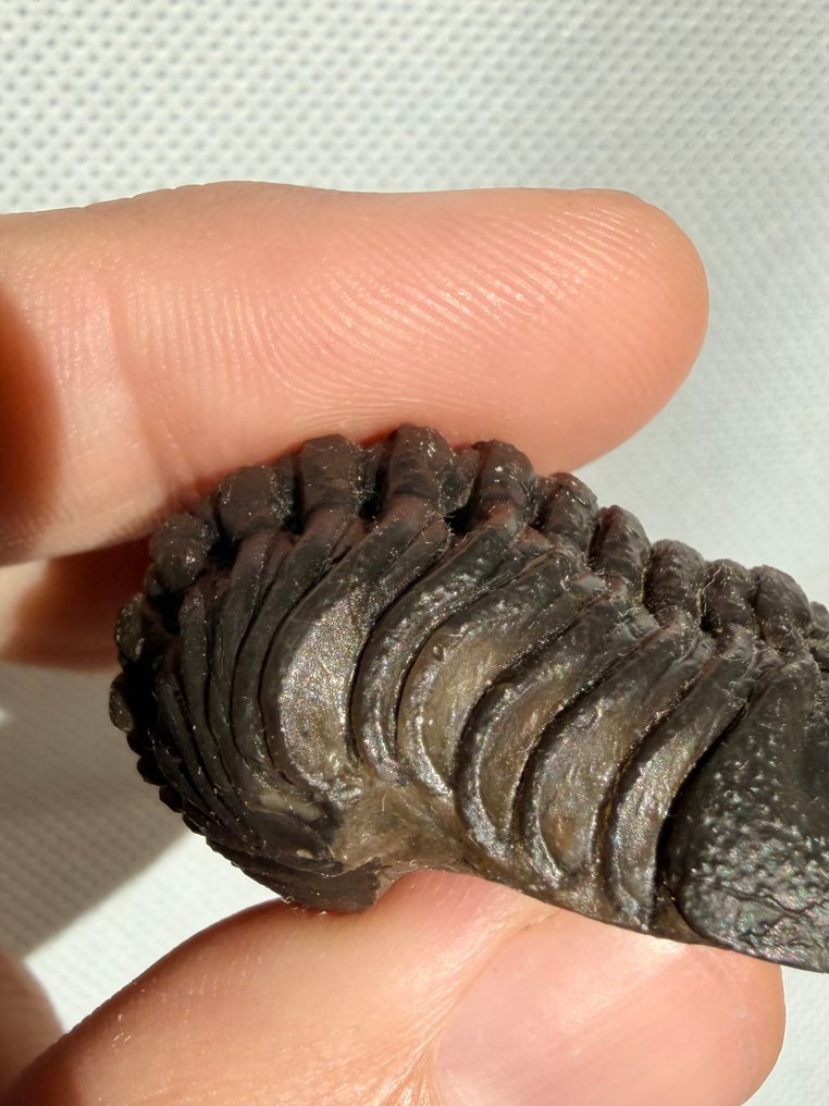 三叶虫 - 动物化石 - Reedops - 4.2 cm  (没有保留价) #2.1