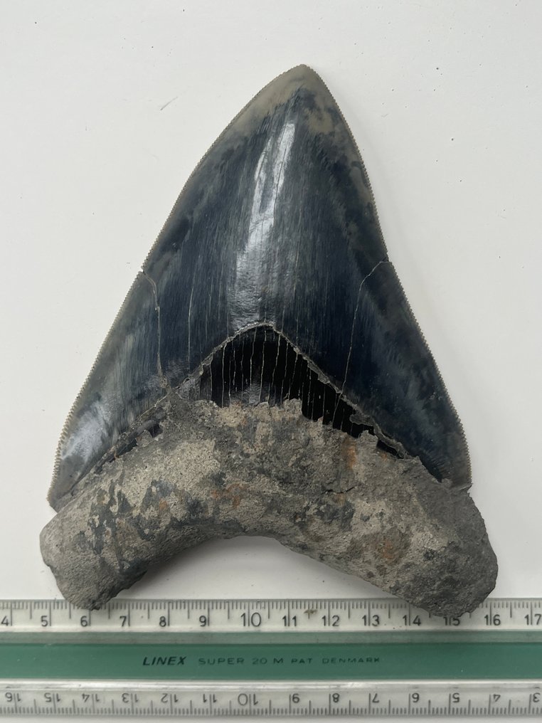 Dente di Megalodon enorme 13,8 cm - Dente fossile - Carcharocles megalodon #4.3