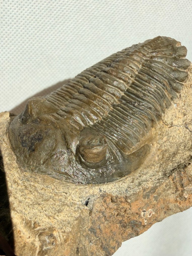 三叶虫 - 动物化石 - Hollardops mesocristata - 8 cm  (没有保留价) #1.0