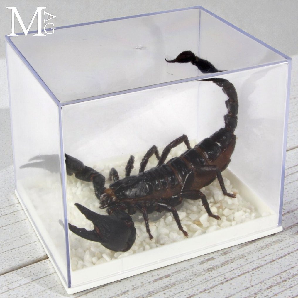 亚洲森林中的蝎子——保存于透明盒中的标本 - 高度: 9.5 mm - 闊度: 8 mm- 100 g #3.2