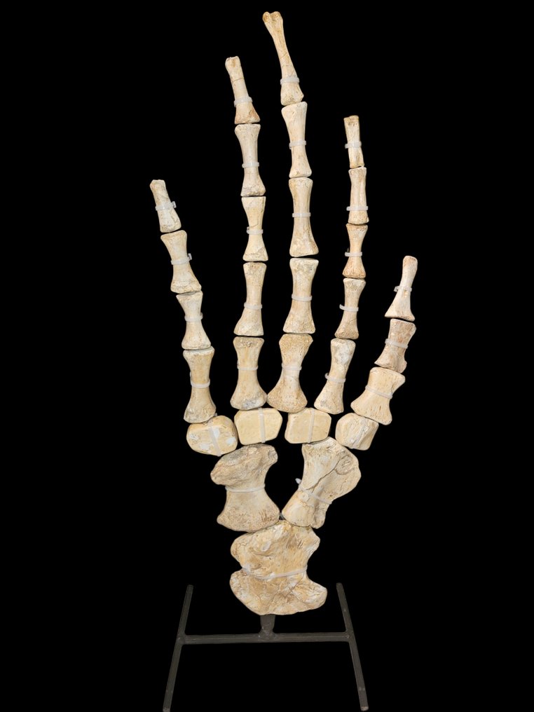 Mosasauro - Frammento fossile - mosasaurus - 70 cm - 30 cm #1.0