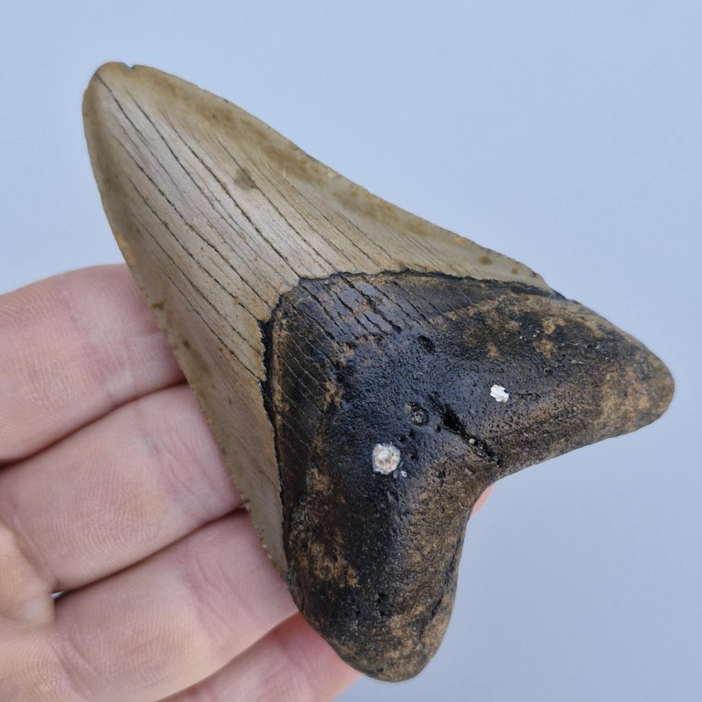 Καρχαρίας Megalodon. - Απολιθωμένο δόντι - megaselachus megalodon - 94 mm - 59 mm  (χωρίς τιμή ασφαλείας) #2.1