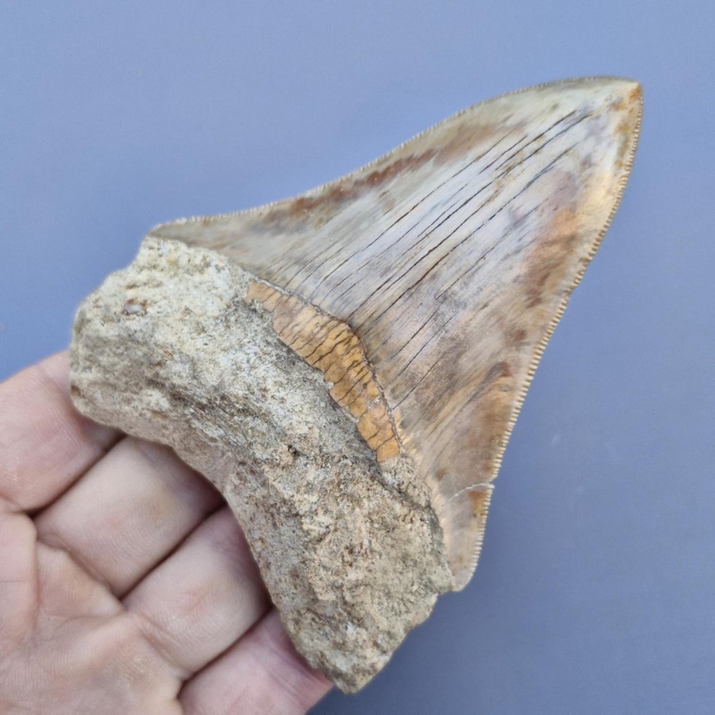 Καρχαρίας Megalodon. - Απολιθωμένο δόντι - megaselachus megalodon - 110 mm - 82 mm  (χωρίς τιμή ασφαλείας) #2.1