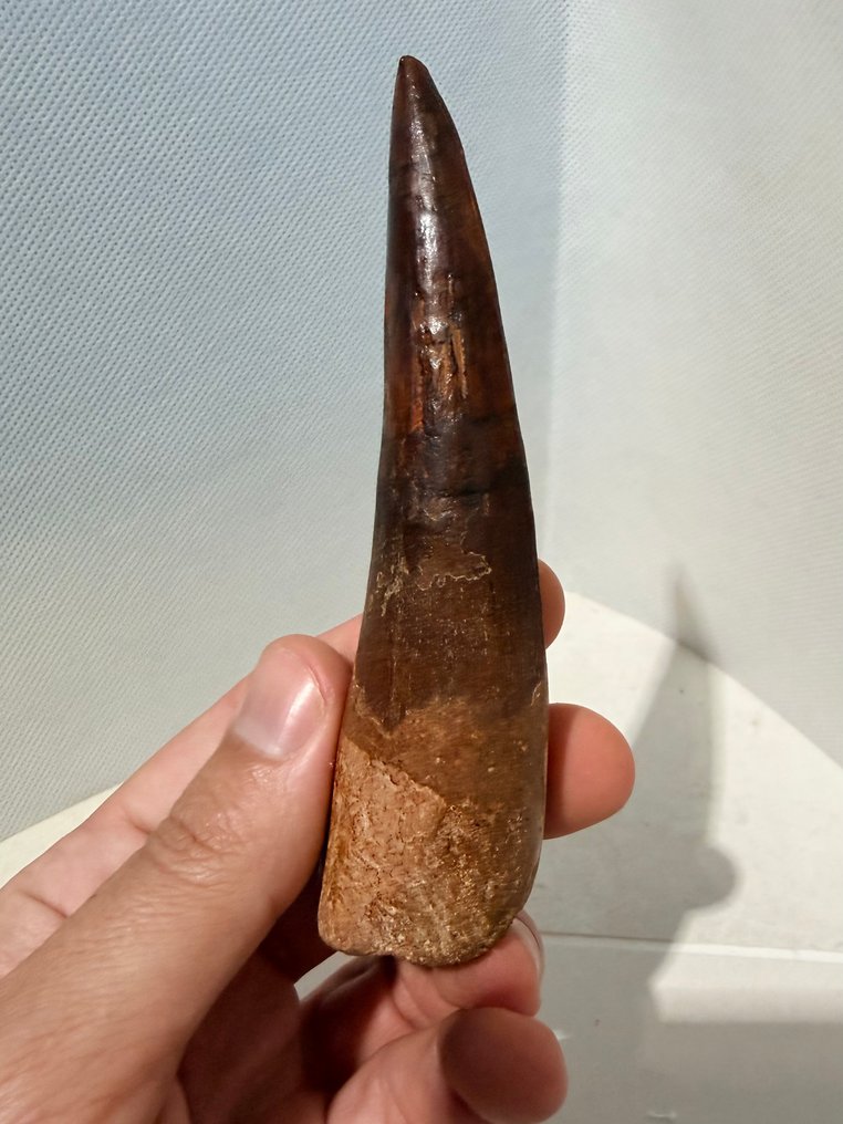 Δεινόσαυρος - Απολιθωμένο δόντι - Spinosaurus aegyptiacus - 12.1 cm #1.0