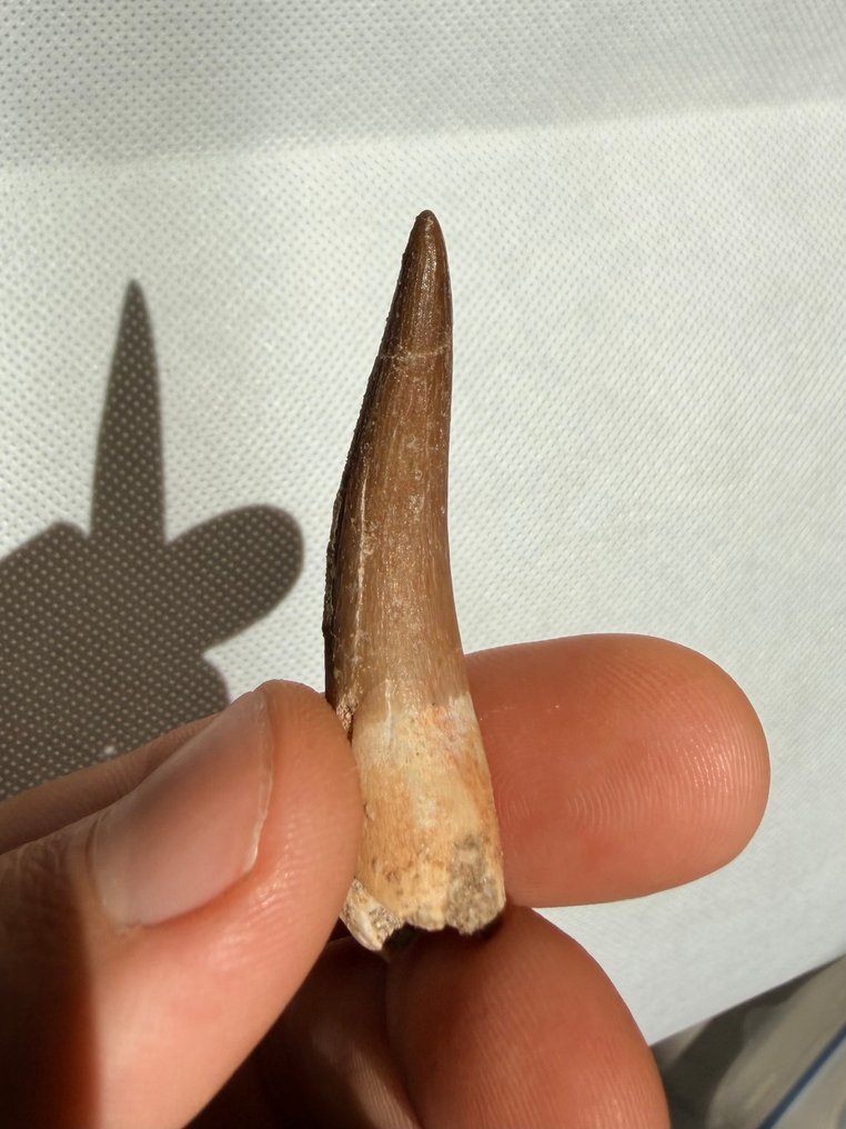 Marine krybdyr - Fossil tand - Plesiosaurus - 5.4 cm  (Ingen mindstepris) #3.2