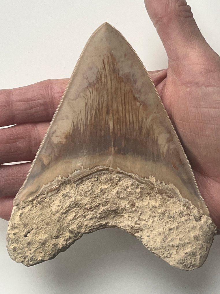 Diente de Megalodon 12,7 cm - Diente fósil - Carcharocles megalodon #1.0