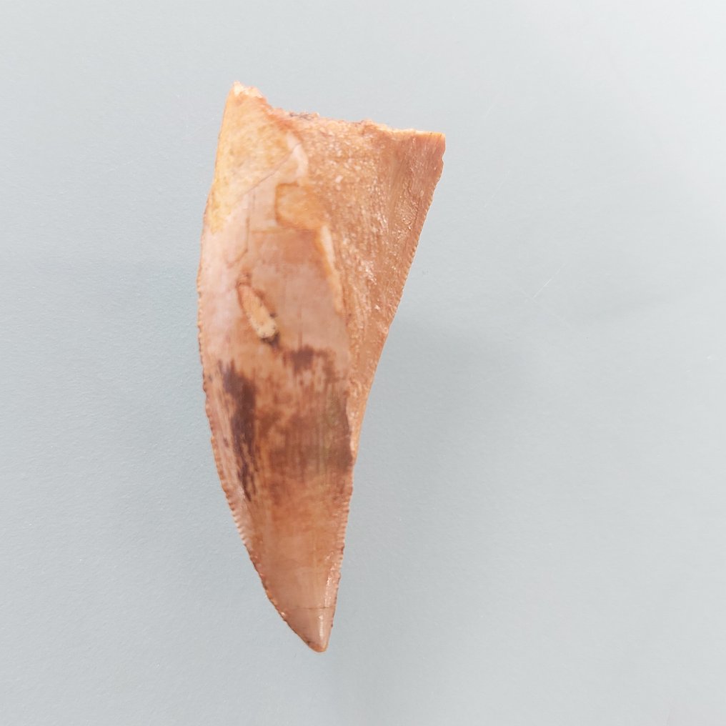 Δεινόσαυρος - Απολιθωμένο δόντι - Carcharodontosaurus sp. - 40 mm - 15 mm #2.1