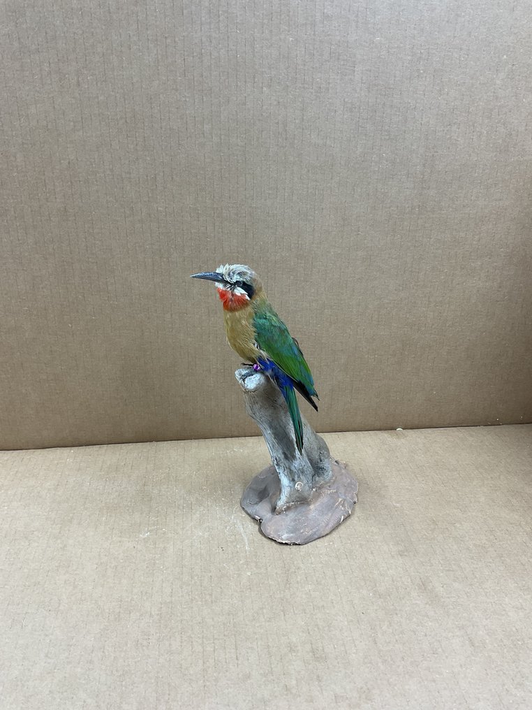 白额蜂虎 標本全身支架 - (Merops bullockoides) closed ring bird - 0 in - 0 in - 0 in - 1 #1.0